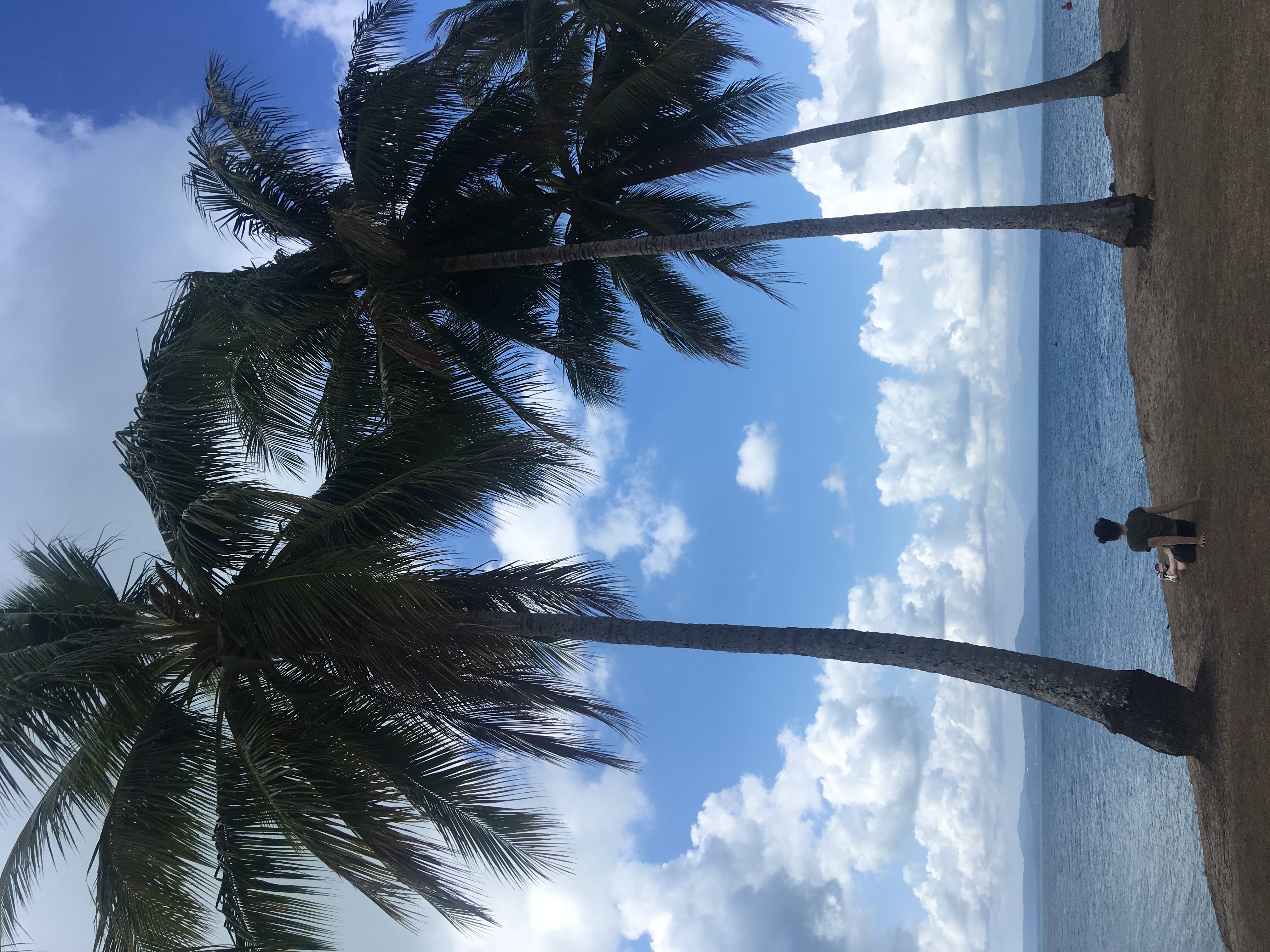 Julia sitting with her back to you in Cairns looking out at water. There are three palms trees surrounding her.